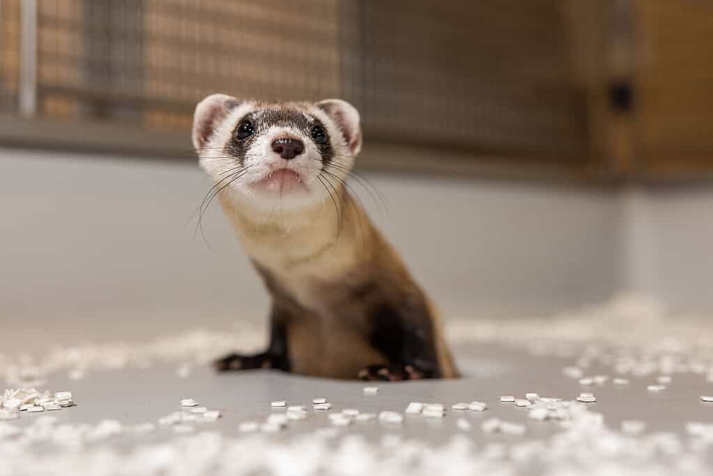 Antonia the black-footed ferret