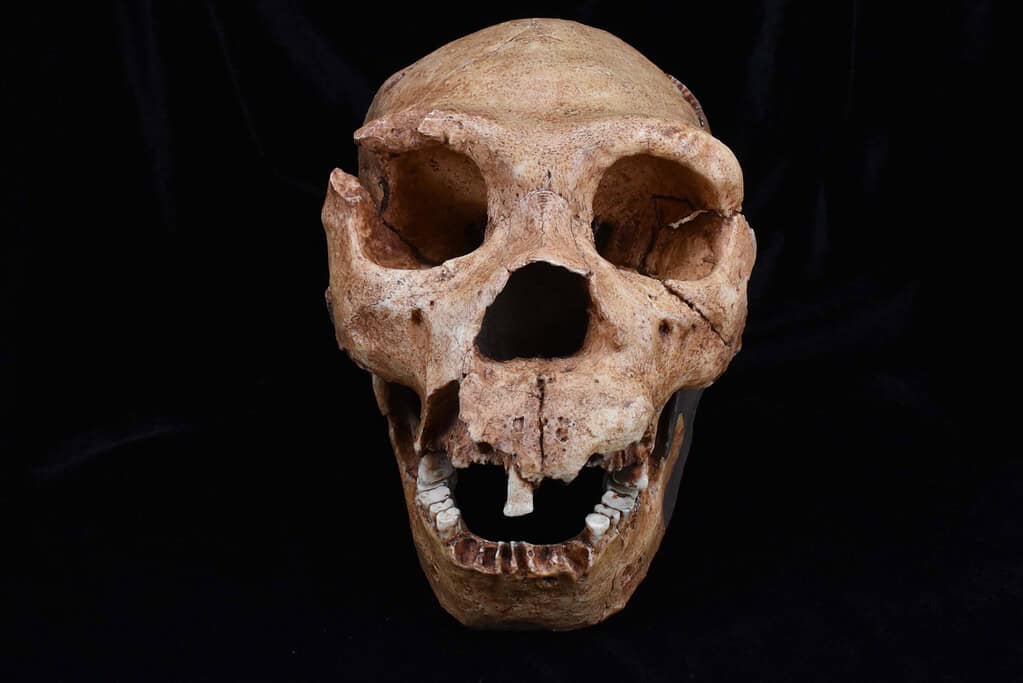 A cast of the skull of Homo Heidelbergensis, one of the hominin species analyzed in the latest study. Credit: The Duckworth Laboratory, University of Cambridge