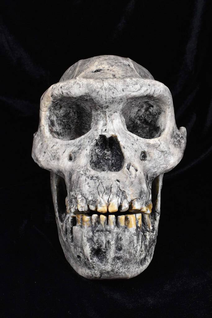 A cast of the skull of Homo Erectus, one of the hominin species analyzed in the latest study. Credit: The Duckworth Laboratory, University of Cambridge
