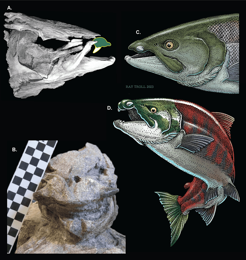 Images and CT models of the skull alongside artist renderings of the fish.