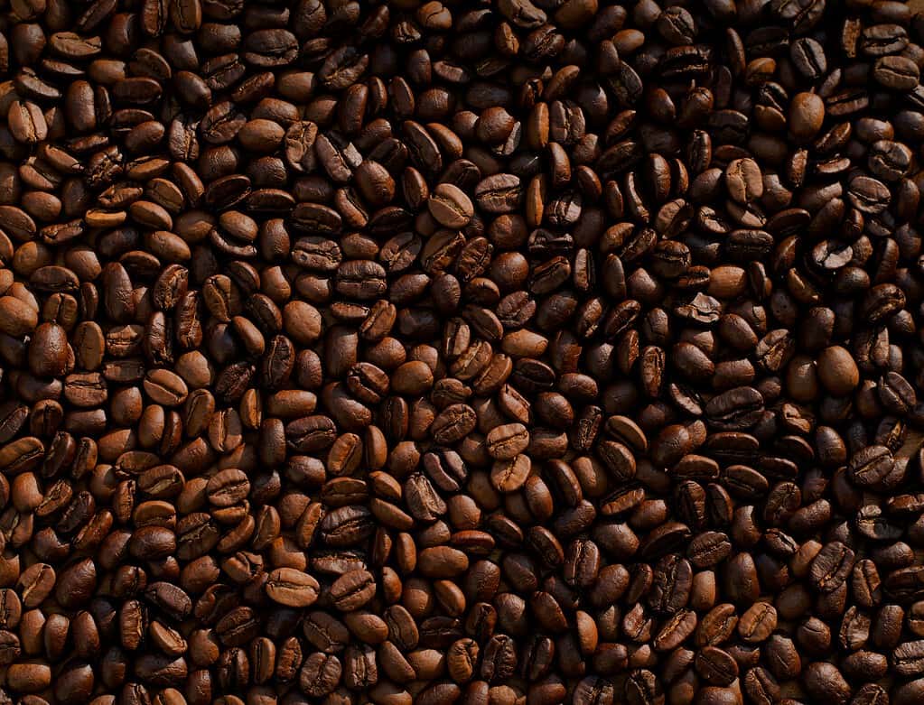 coffee beans laid out