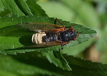 A periodical cicada with a chalky fungal plug at bottom.