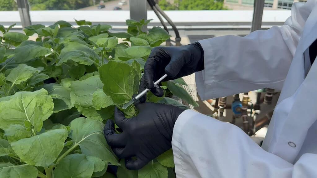 Gloved hand interacting with plant that produces semaglutide