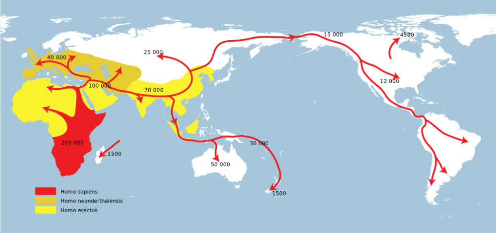 Timeline and likely migration patterns of homo sapiens across the world. Image: Vridar